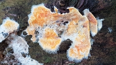 Trichoderma sulphureum