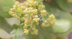 Callistochlora chloris