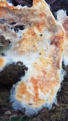 Trichoderma sulphureum