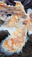 Trichoderma sulphureum