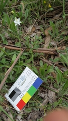 Thelymitra albiflora