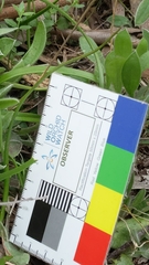 Thelymitra albiflora