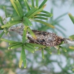 Spodoptera latifascia