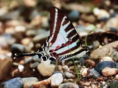 Graphium aristeus