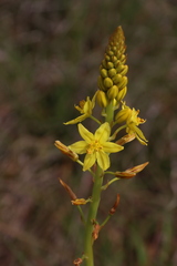 Bulbine glauca
