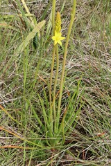 Bulbine glauca