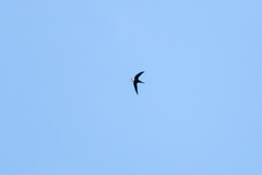 Panyptila cayennensis