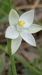 Thelymitra albiflora