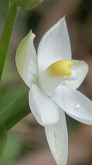 Thelymitra albiflora