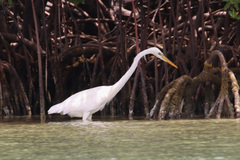 Ardea herodias occidentalis