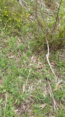 Thelymitra albiflora