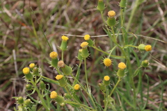 Senecio macrocarpus