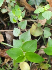 Callisia repens