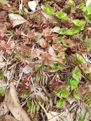 Callisia repens