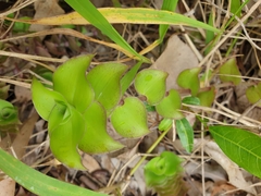 Callisia repens
