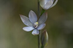Thelymitra epipactoides