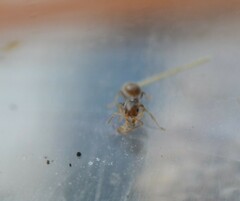 Brachymyrmex obscurior