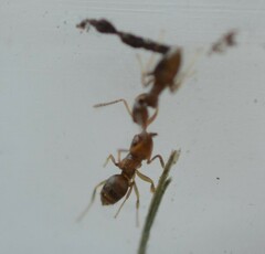 Brachymyrmex obscurior