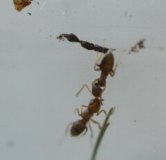 Brachymyrmex obscurior