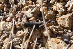 Melanoplus dodgei