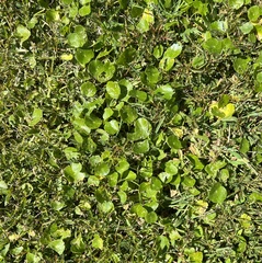 Hydrocotyle verticillata