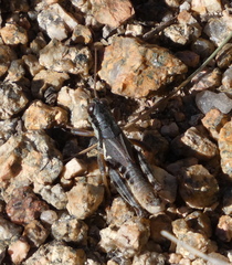 Melanoplus dodgei
