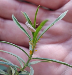 Dioprosopa clavata