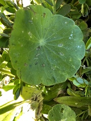 Hydrocotyle verticillata