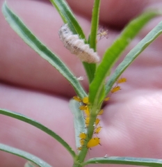 Dioprosopa clavata