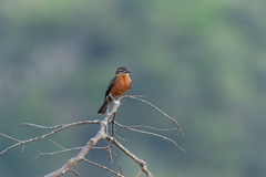 Hirundinea ferruginea