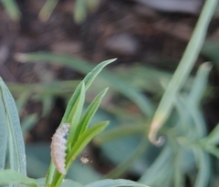 Dioprosopa clavata