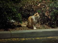 Felis catus