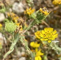 Deinandra corymbosa