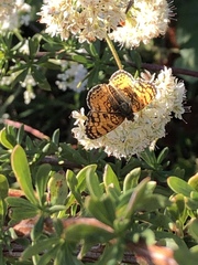Phyciodes mylitta