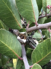 Mastophora cornigera