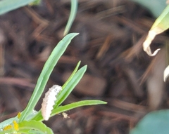Dioprosopa clavata