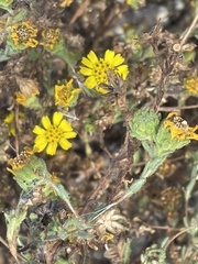 Deinandra corymbosa