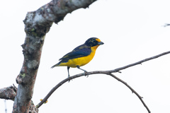 Euphonia violacea