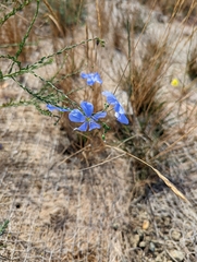 Linum lewisii