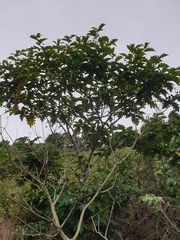 Solanum chrysotrichum