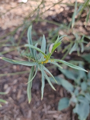 Dioprosopa clavata