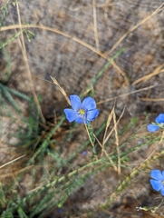 Linum lewisii