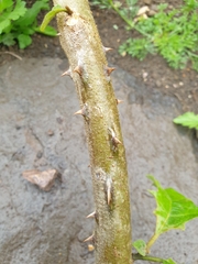 Solanum chrysotrichum