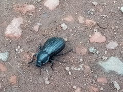 Tenebrionidae