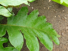 Solanum chrysotrichum