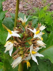 Solanum chrysotrichum