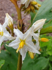 Solanum chrysotrichum