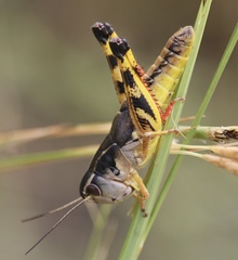 Boopedon flaviventris