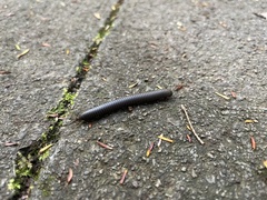 Diplopoda
