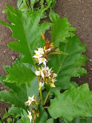 Solanum chrysotrichum